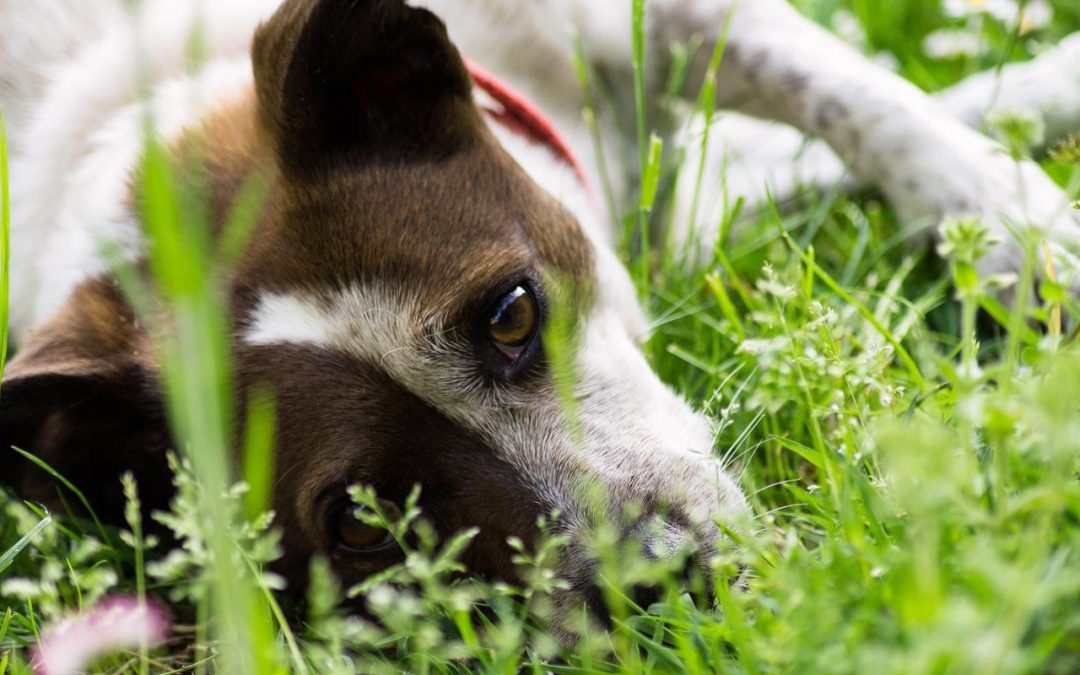 Quines plantes poden ser perilloses pel teu animal de companyia?