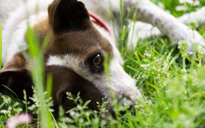 Quines plantes poden ser perilloses pel teu animal de companyia?