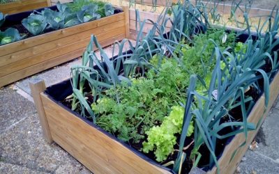 Què és un hort urbà? i recomanacions a l’hora de què plantar