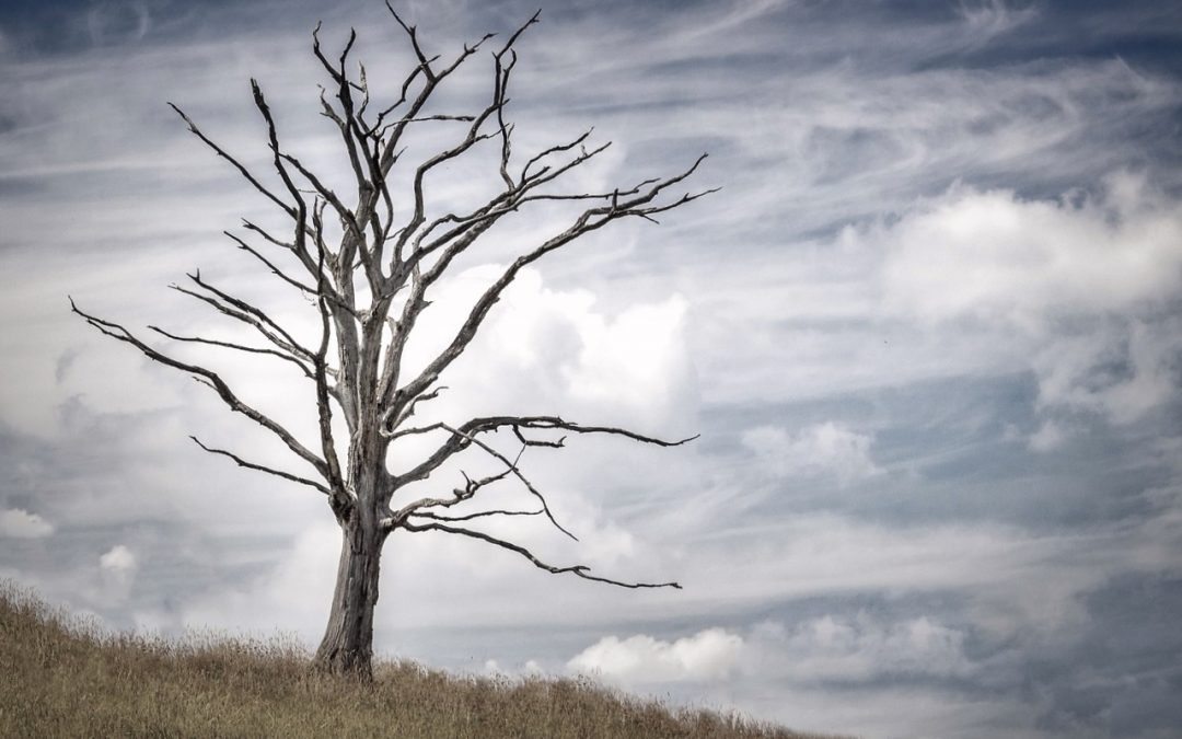 Com puc saber si el meu arbre encara és viu?