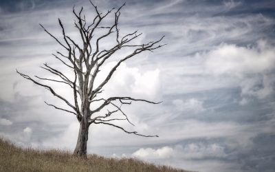 Com puc saber si el meu arbre encara és viu?