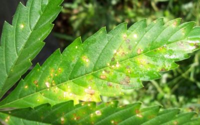 Quines són les malalties a les plantes més comunes?