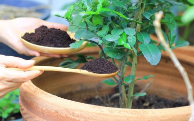 Quins adobs són millors per a la cura de les plantes?