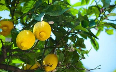 Sabies que és molt corrent que els llimoners tinguin falta de ferro? Solucions químiques i eco per a la cura de les teves plantes