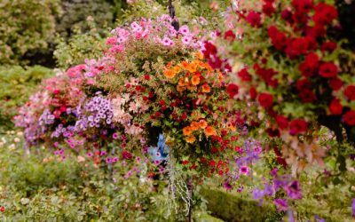 Beneficis d’utilitzar plantes autòctones en jardins