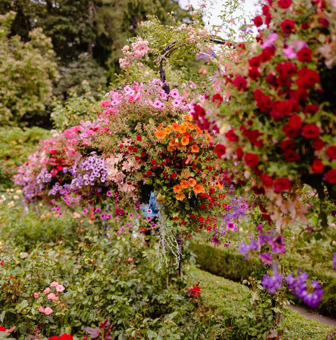 Beneficis d’utilitzar plantes autòctones en jardins