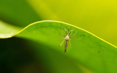 5 Plantes per a Espantar Mosquits al teu Jardí o Terrassa