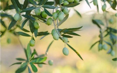 L’olivera és una planta ideal per a plantar a la primavera