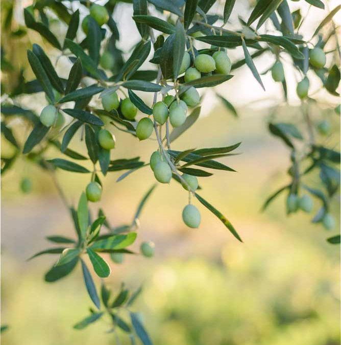 L’olivera és una planta ideal per a plantar a la primavera