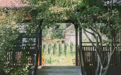 ¿Qué hacer si el árbol de tu vecino invade tu jardín? Derechos y responsabilidades