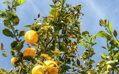 Cultiva tu propio limonero en casa